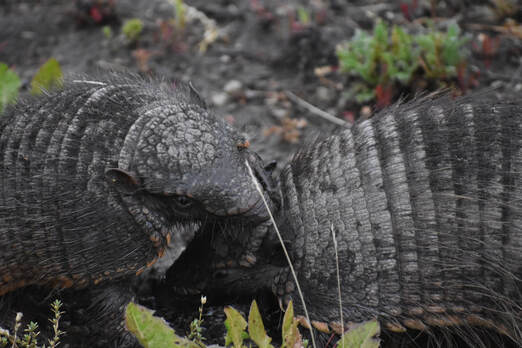 Large Hairy Armadillo (Armadillo Peludo)