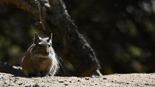 Common Degu (Degú)
