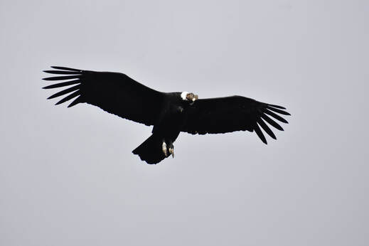 Andean Condor (Cóndor andino)