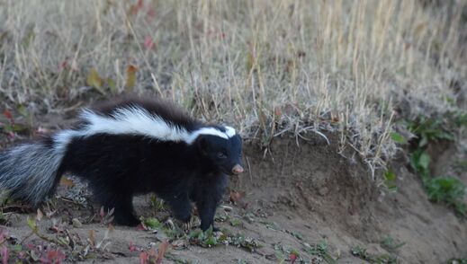 Molina's Hog-nosed Skunk (Chingue)