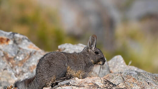 Southern Viscacha (Vizcacha)