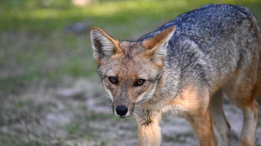 Culpeo Fox (Zorro culpeo)